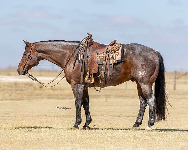 ranch-work-quarter-horse