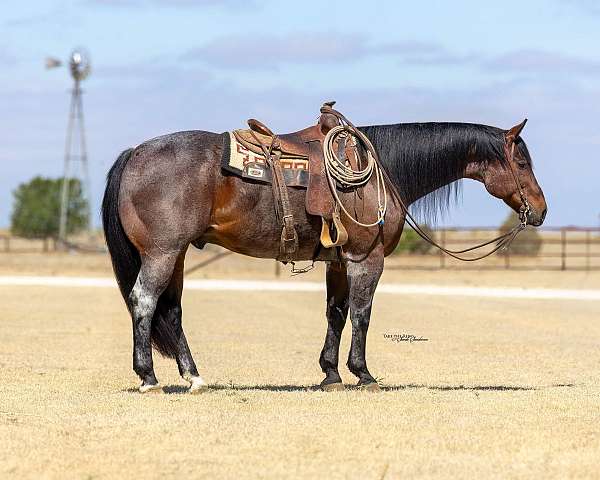 rodeo-quarter-horse