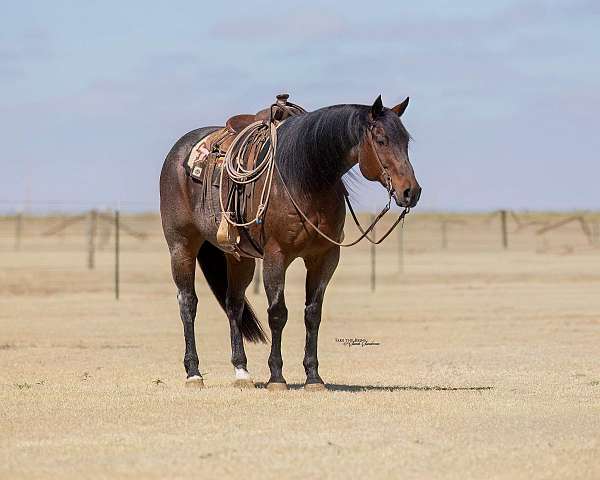 roping-quarter-horse