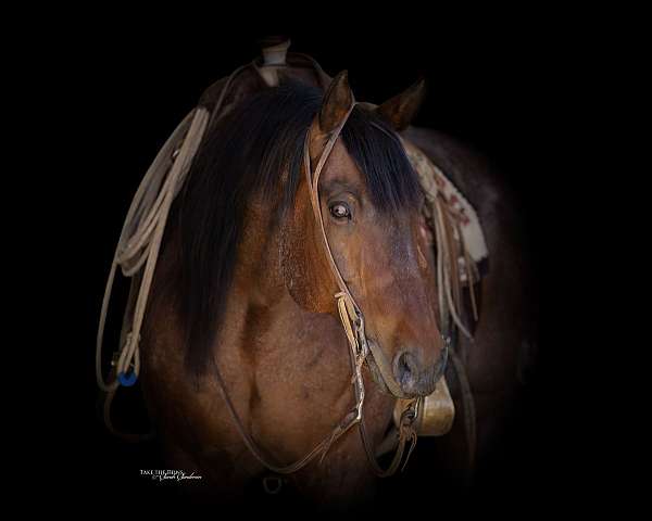 show-quarter-horse