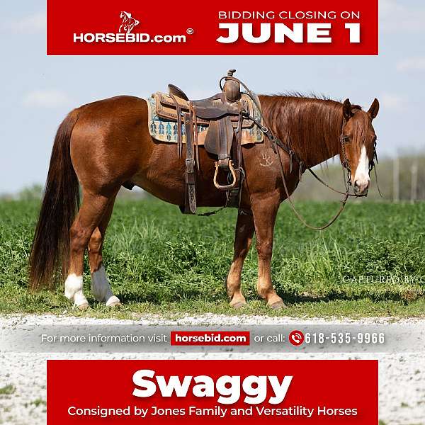 all-around-quarter-horse