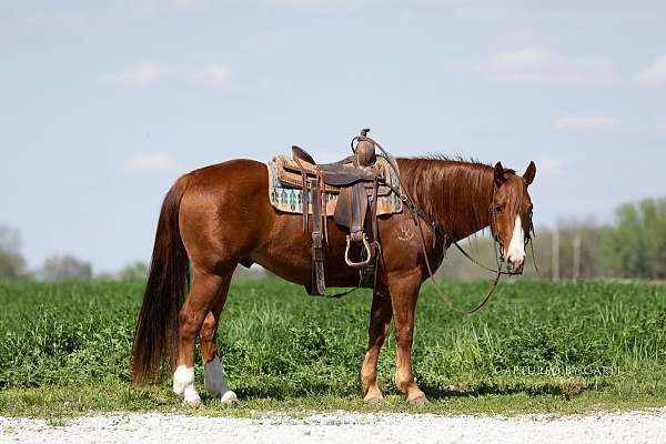 calf-roping-quarter-horse