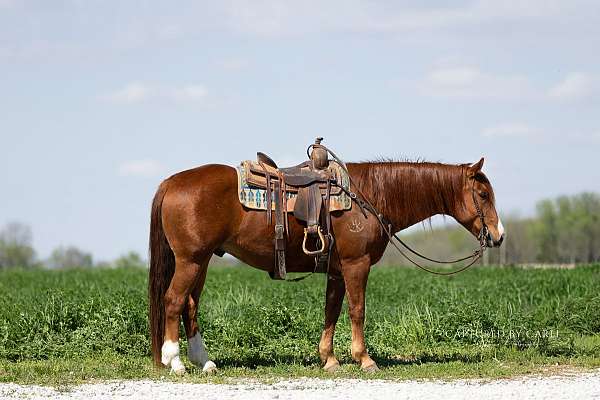 athletic-quarter-horse