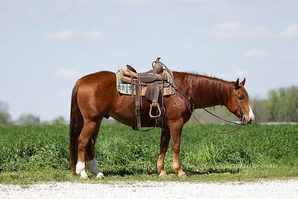 flashy-quarter-horse