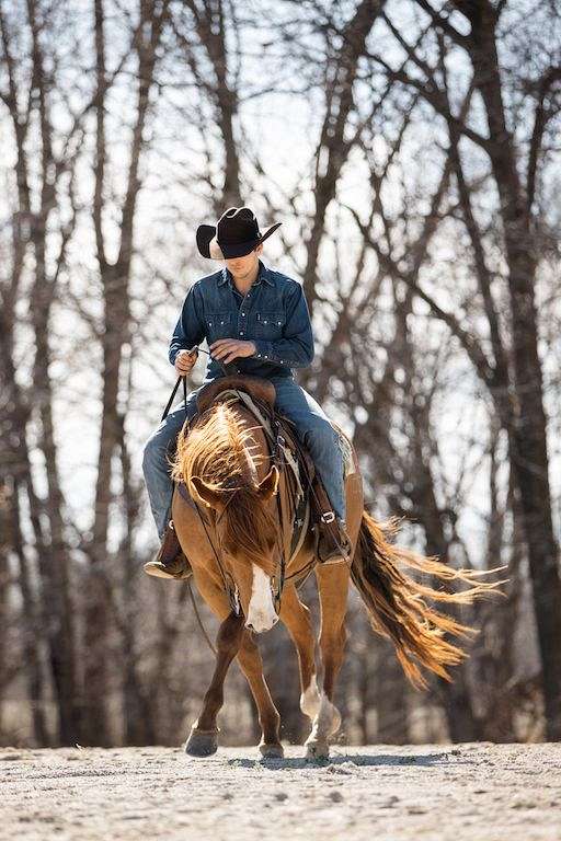 ranch-quarter-horse