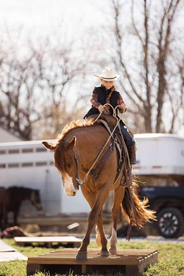 ranch-versatility-quarter-horse