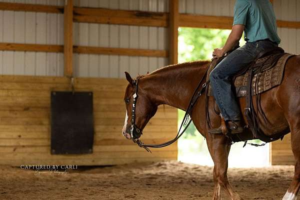 ranch-work-quarter-horse