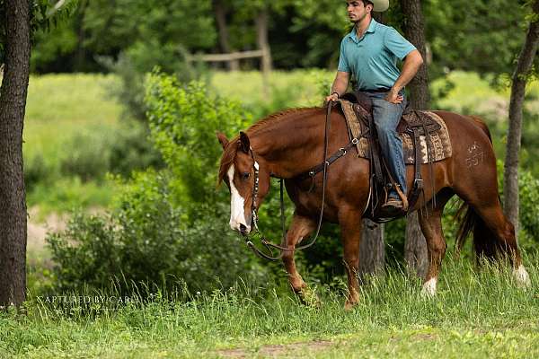 roping-quarter-horse