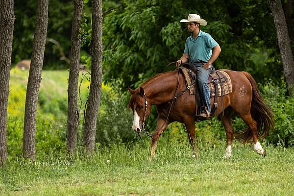 show-quarter-horse