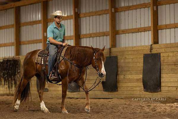 trail-quarter-horse