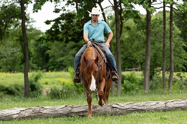 trail-riding-quarter-horse