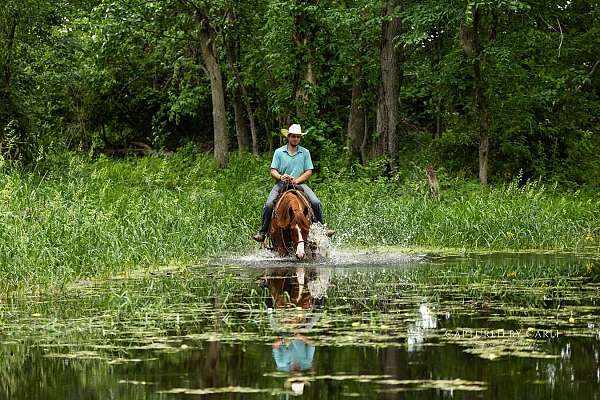 western-riding-quarter-horse