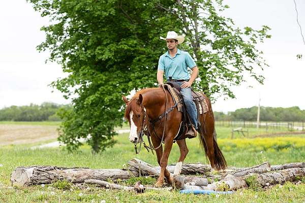 working-cattle-quarter-horse