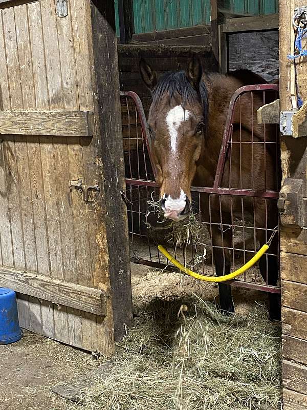 sock-horse