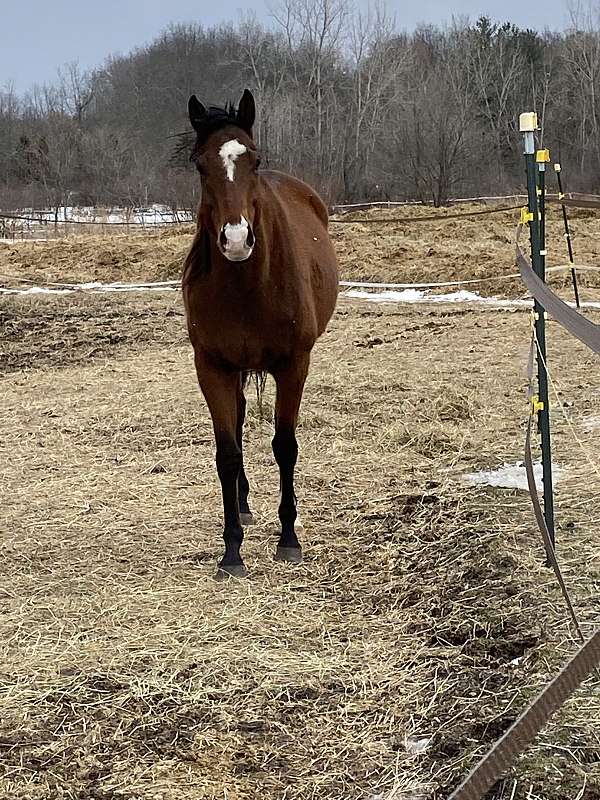 bay-sock-horse