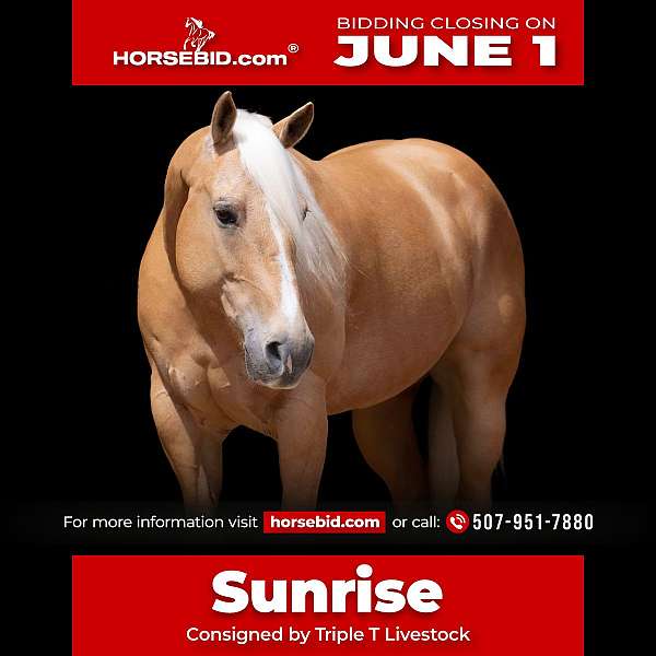 all-around-quarter-horse