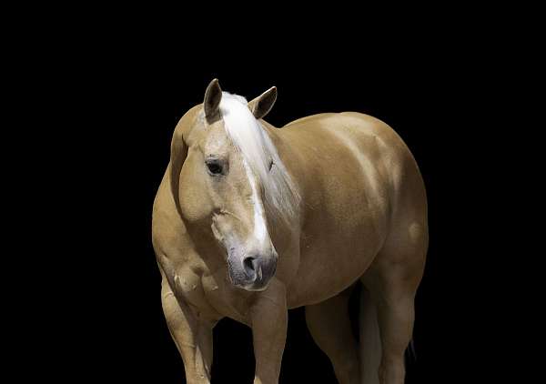 athletic-quarter-horse