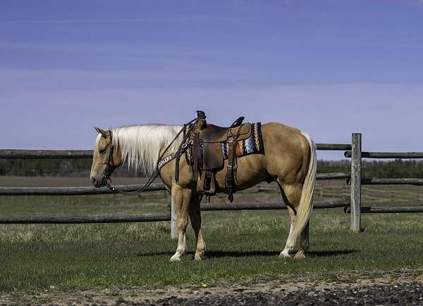flashy-quarter-horse