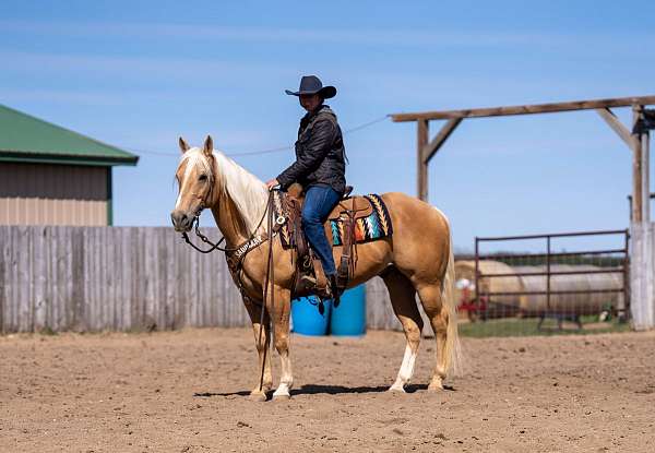 husband-safe-quarter-horse