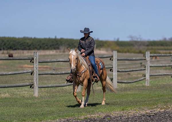 jumping-quarter-horse