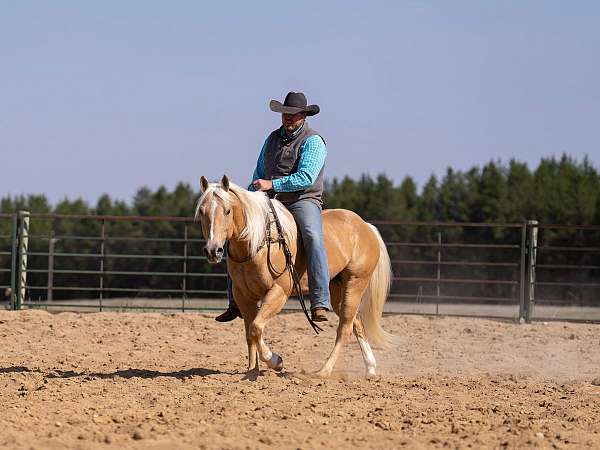 performance-quarter-horse