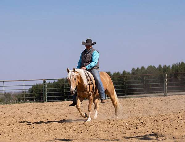 ranch-quarter-horse