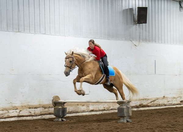 ranch-work-quarter-horse