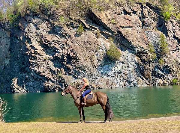 athletic-percheron-horse