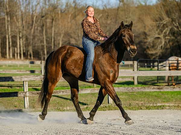 beginner-percheron-horse