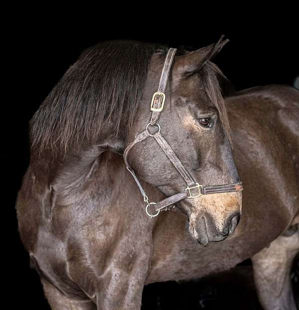 cross-percheron-horse