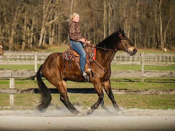 draft-percheron-horse