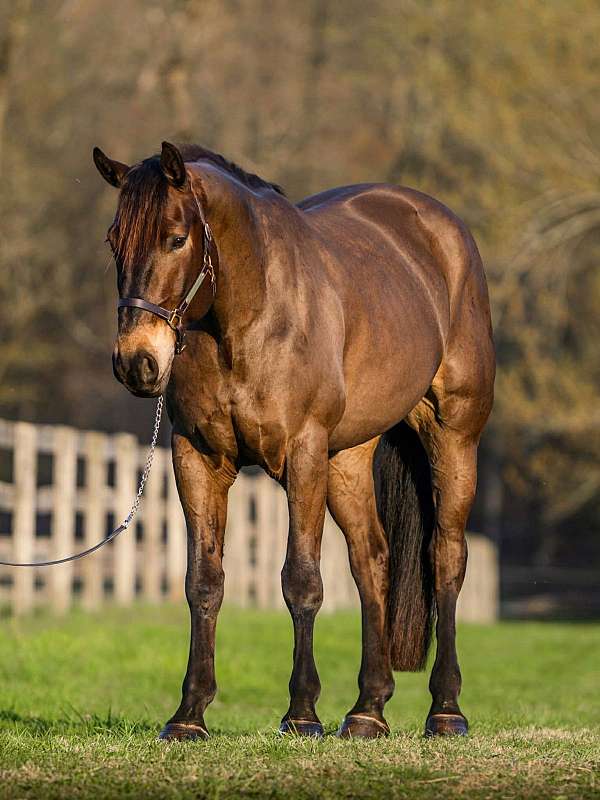 flashy-percheron-horse