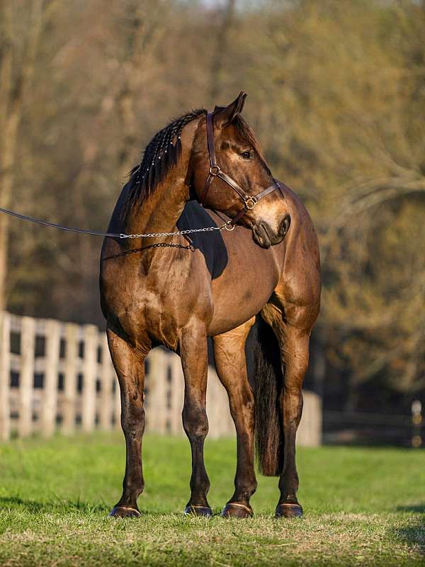 husband-safe-percheron-horse