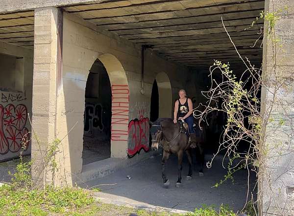 jumping-percheron-horse
