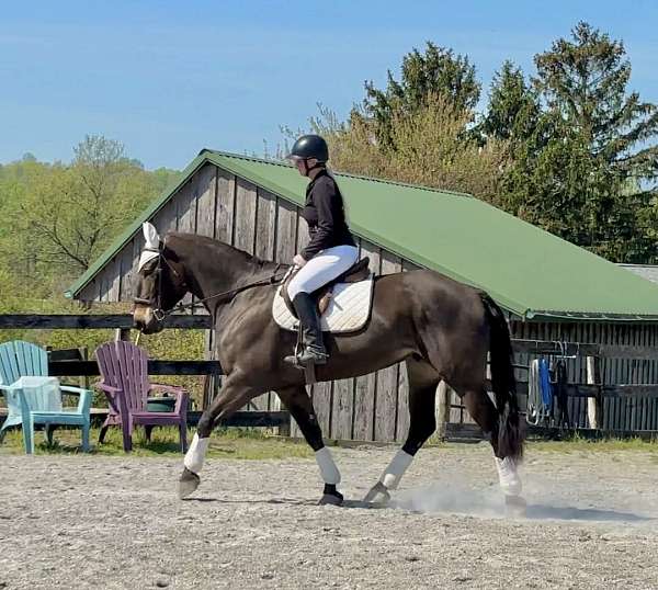 kid-safe-percheron-horse