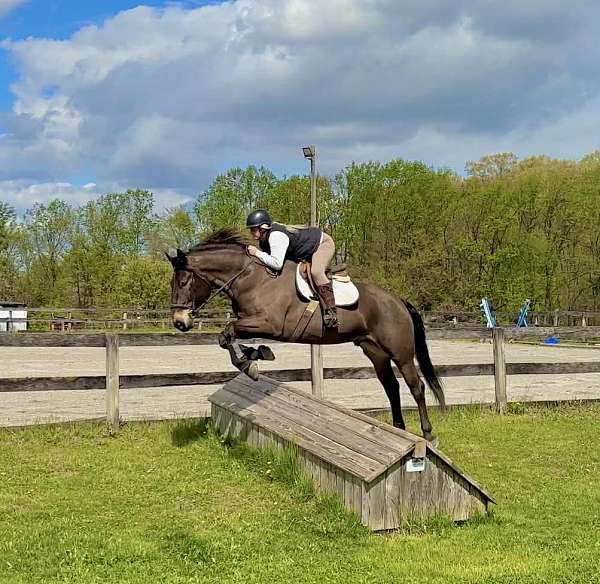 ranch-percheron-horse