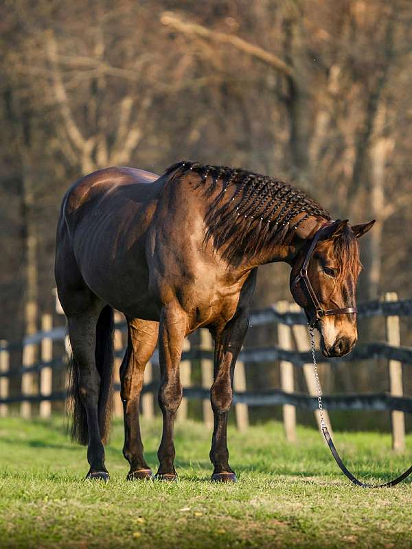 ranch-work-percheron-horse