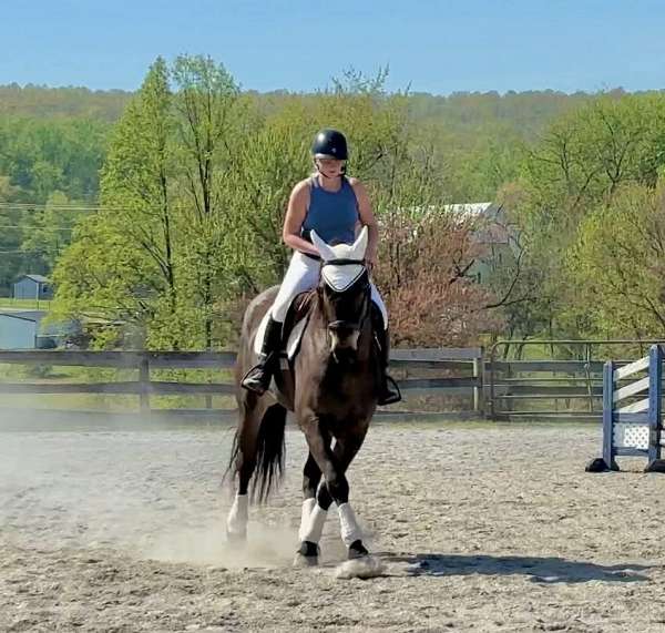 ridden-english-percheron-horse