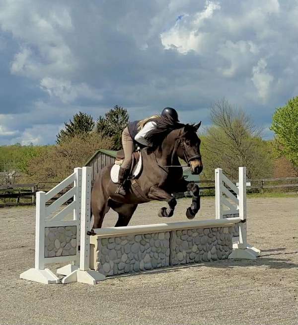 ridden-western-percheron-horse