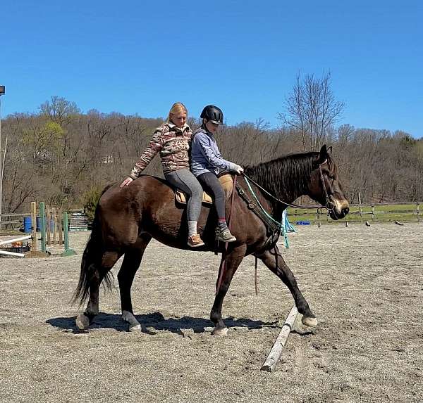 show-percheron-horse