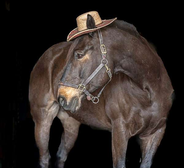 trail-percheron-horse