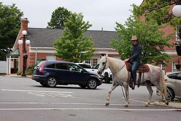 flashy-quarter-horse