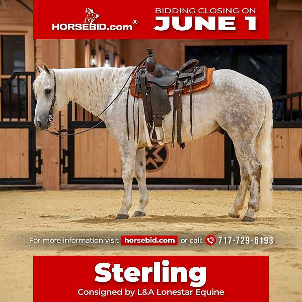all-around-quarter-horse