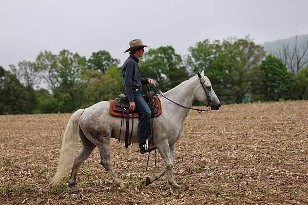 ranch-quarter-horse