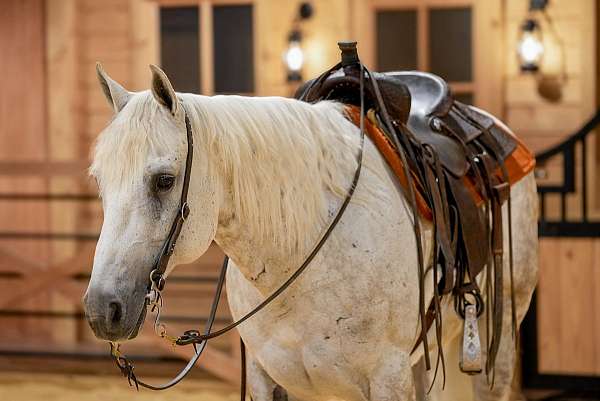 roping-quarter-horse