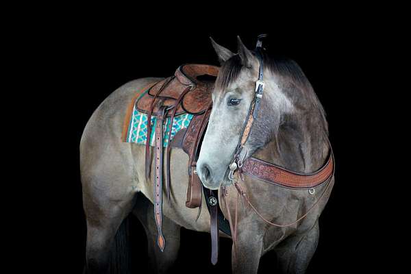 athletic-quarter-horse