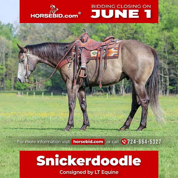 all-around-quarter-horse