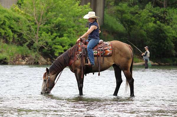 ridden-english-quarter-horse