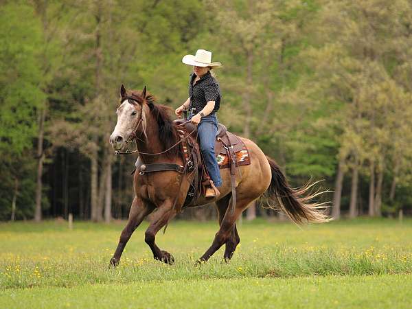 trail-quarter-horse