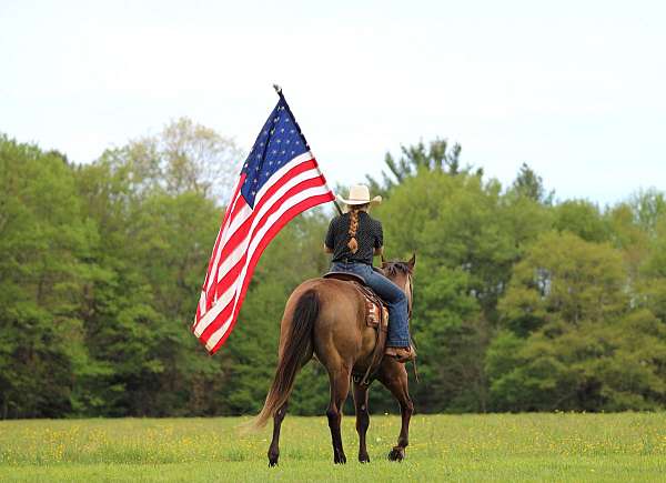 working-cattle-quarter-horse